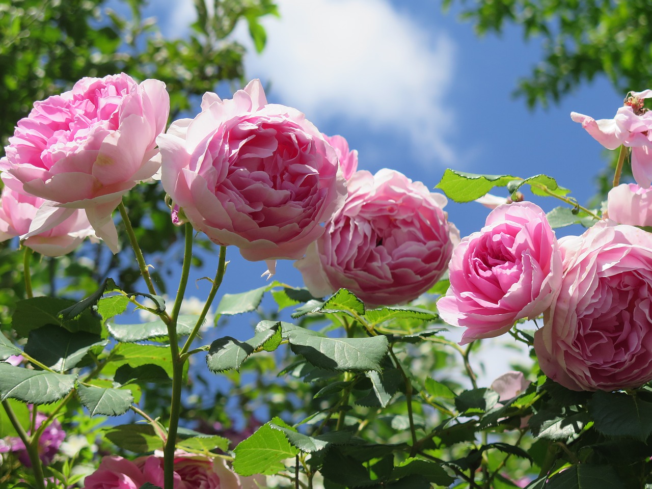 sky roses garden roses free photo