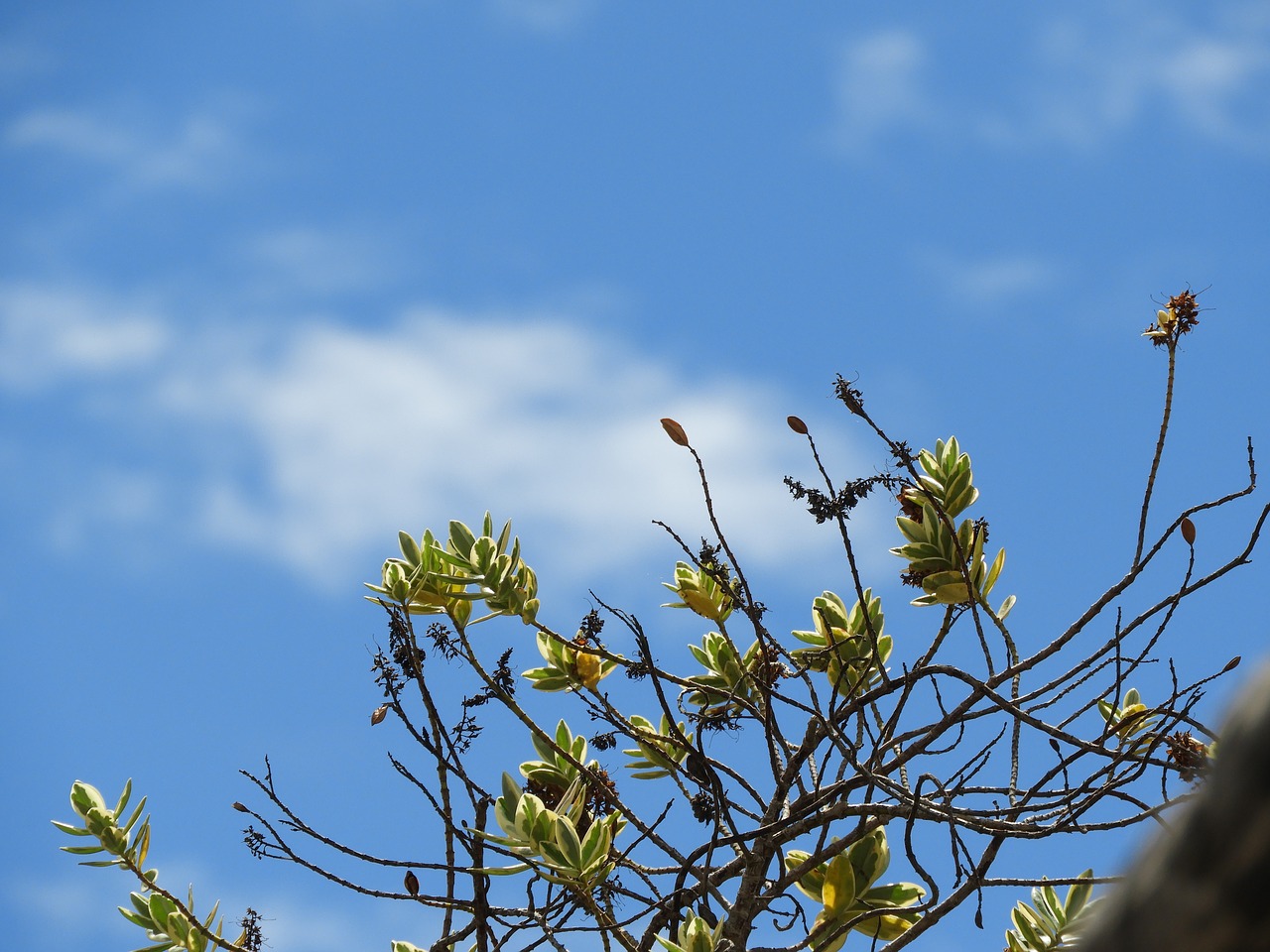 sky leaves flowers free photo