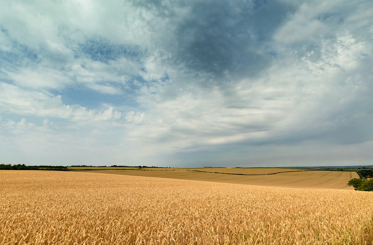 sky seed landscape free photo