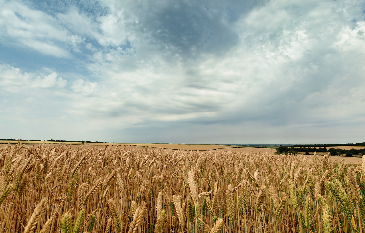 sky seed landscape free photo