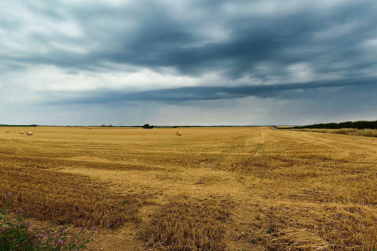 sky seed landscape free photo