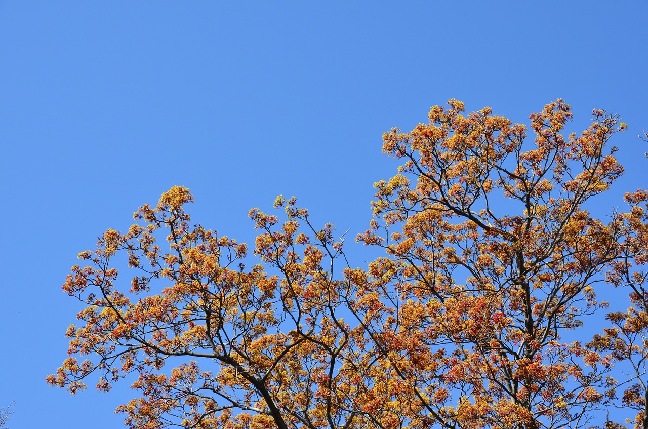 sky tree blue free photo