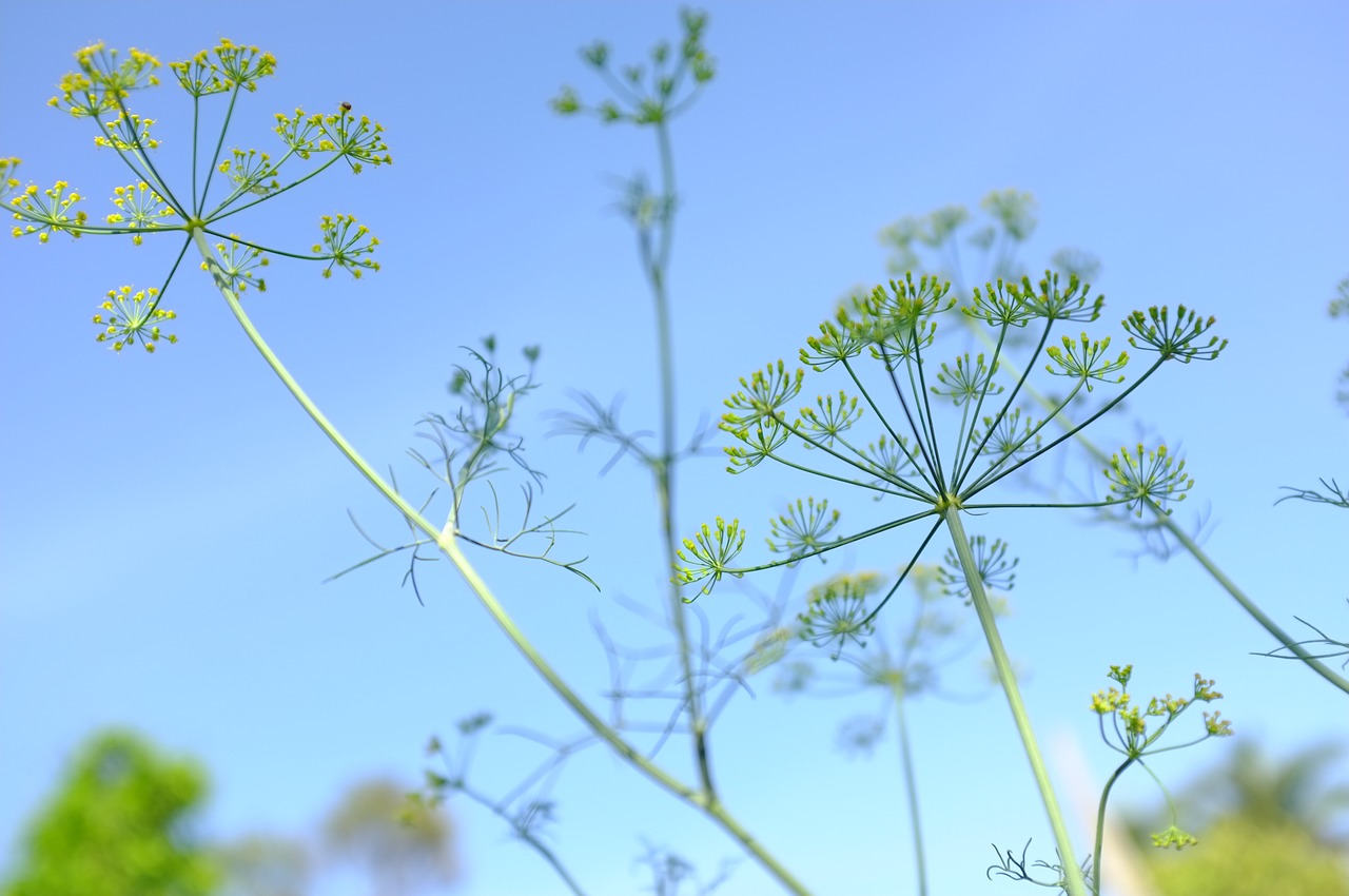 sky green lovely free photo