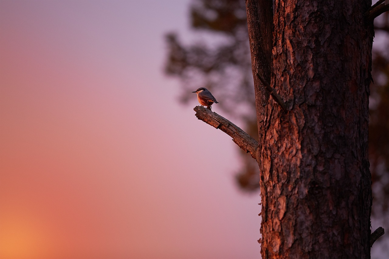 sky sunset tree free photo