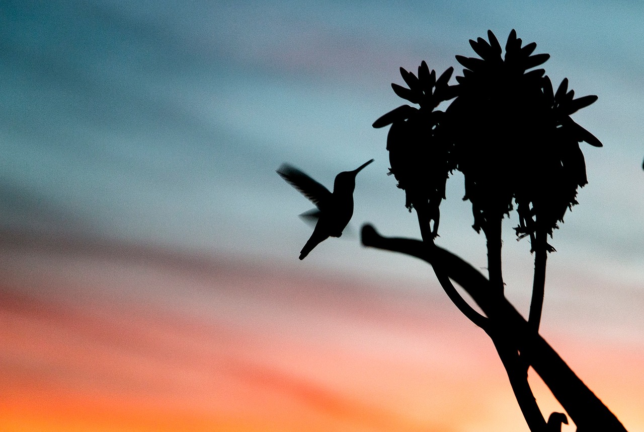 sky sunset bird free photo