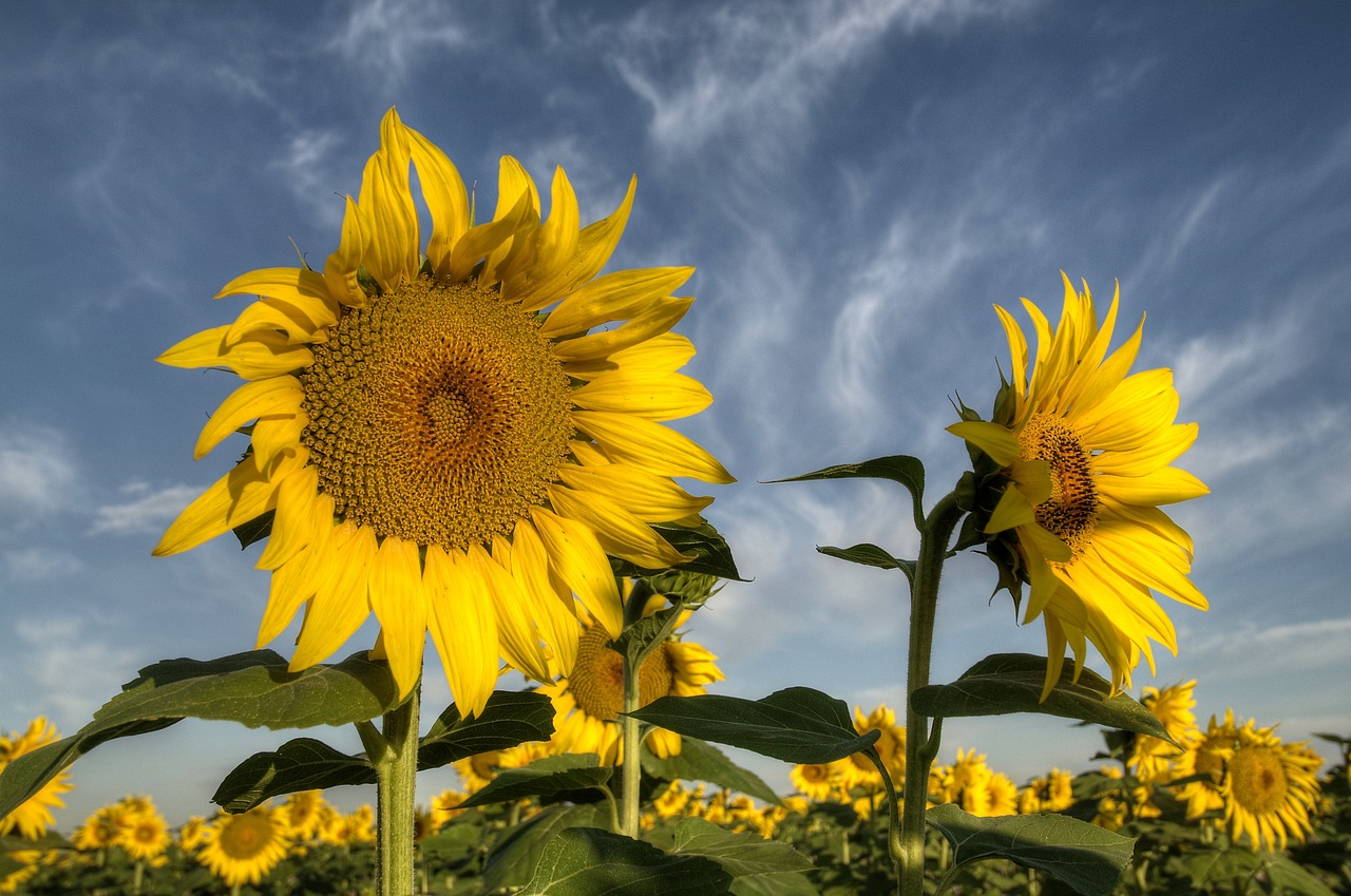 sky clouds sunflowers free photo