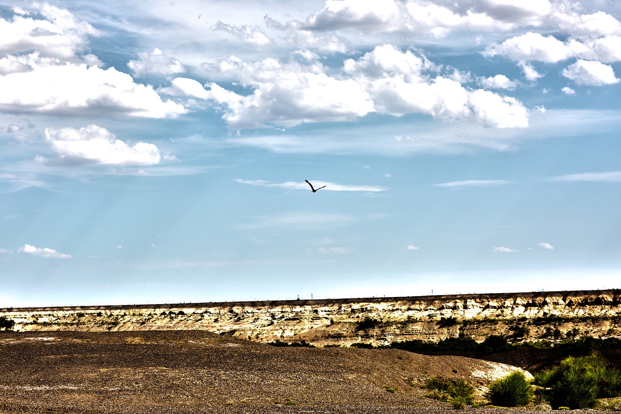 sky cloud eagle free photo