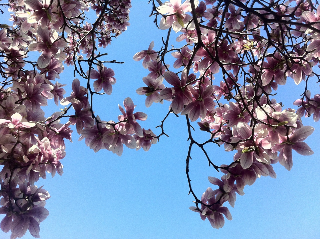 sky blossoms spring free photo