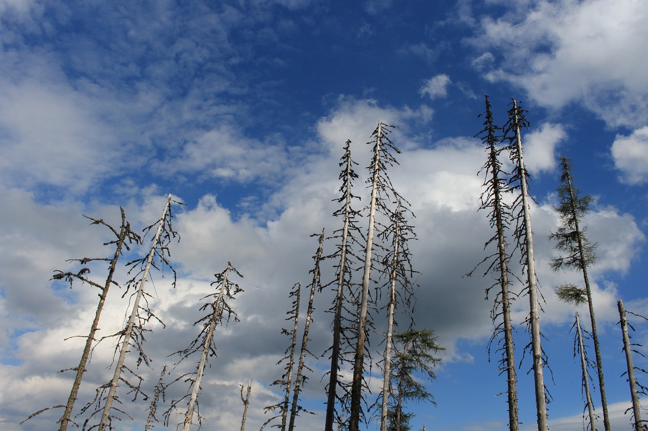 sky clouds tree free photo