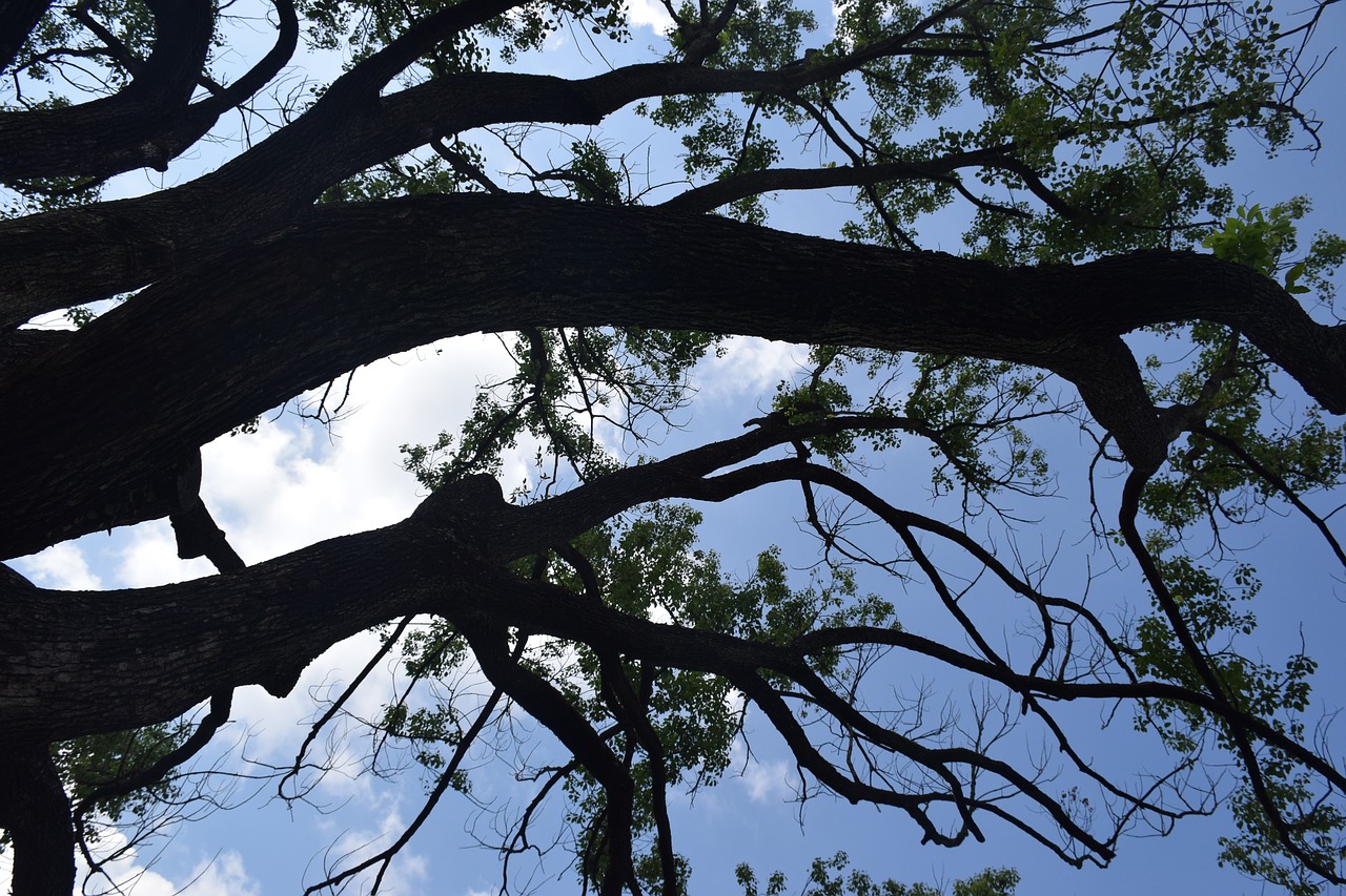 sky tree clouds free photo