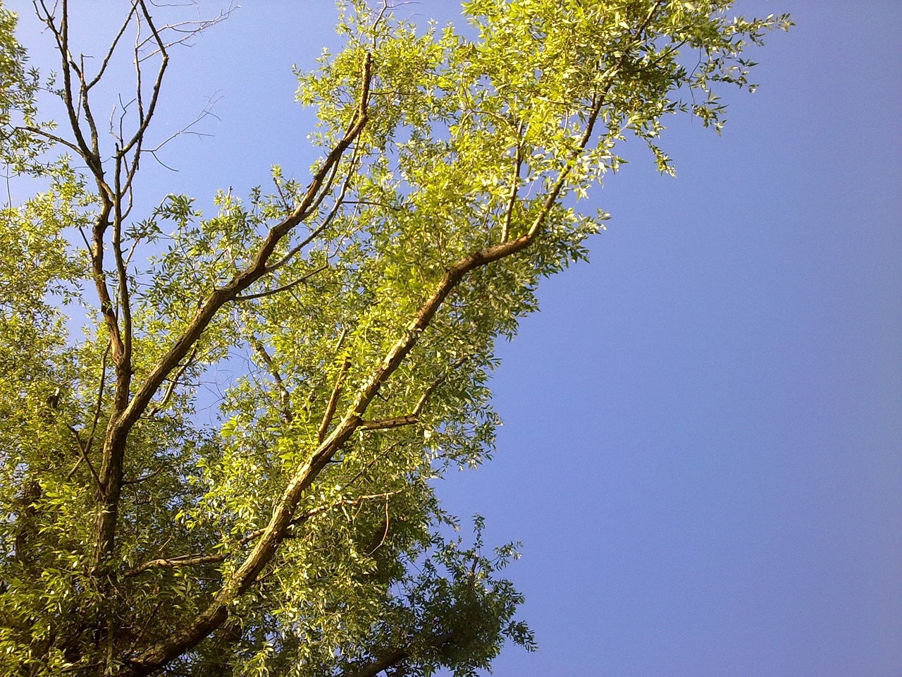 sky tree landscape free photo