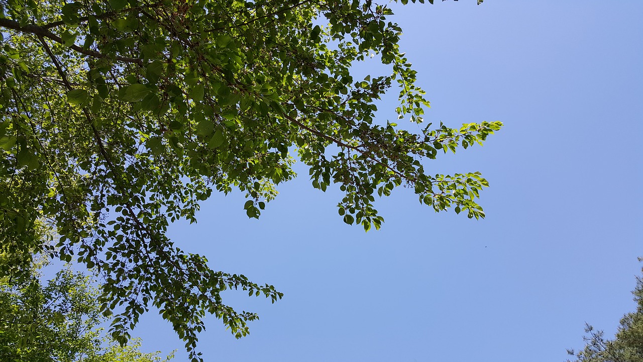 sky autumn sky the leaves free photo