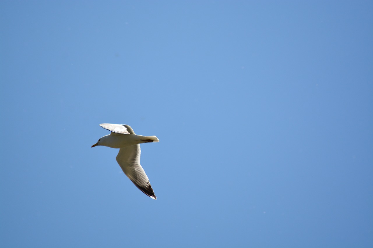 sky birds blue free photo