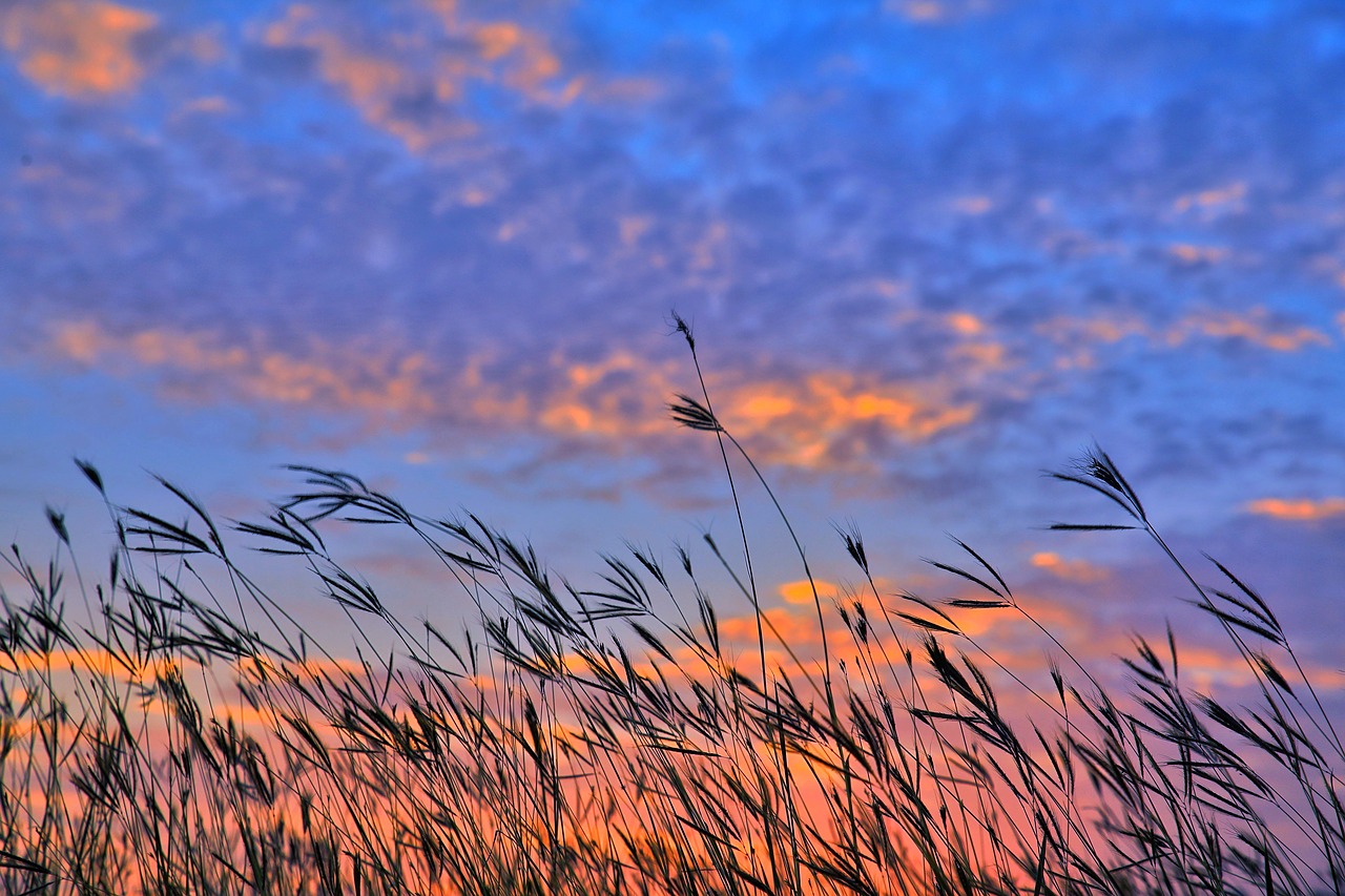 sky a surname grass free photo