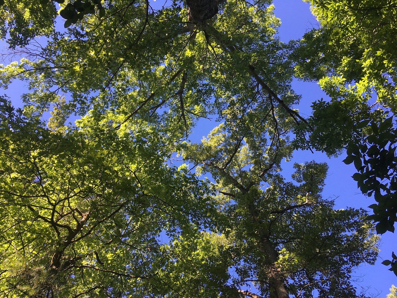 sky trees spring free photo