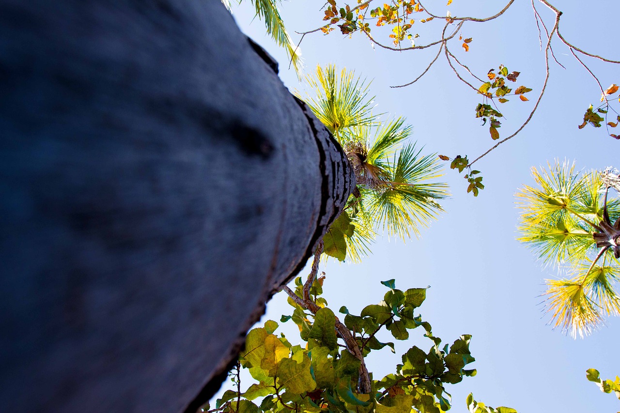 sky tree nature free photo