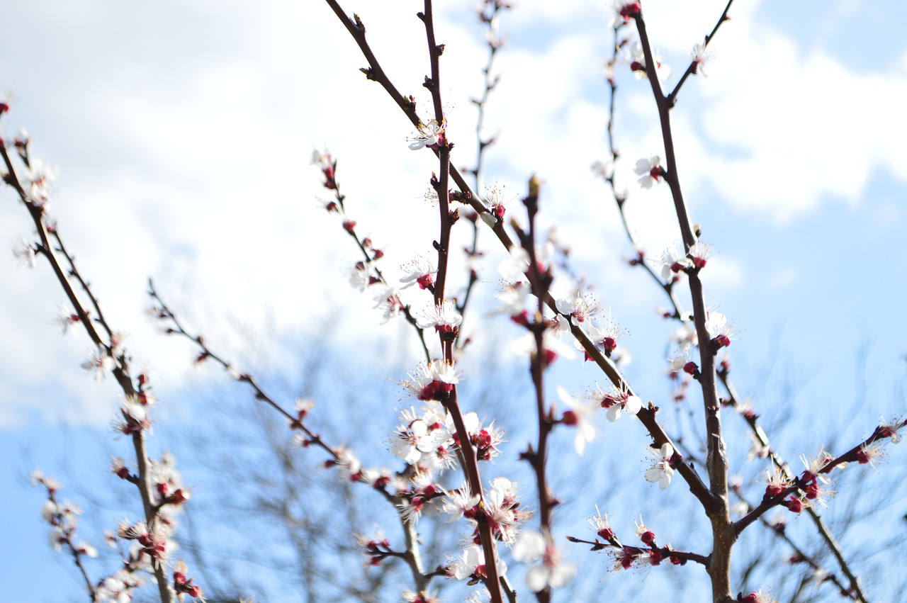 sky spring blue free photo