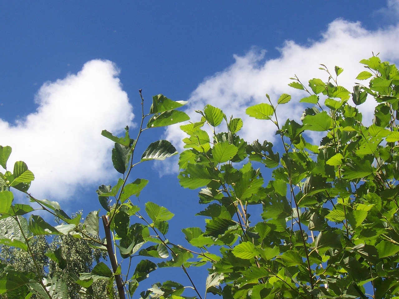 sky blue branches free photo