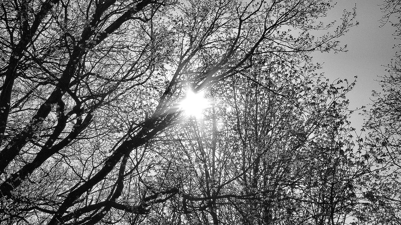 sky branches trees free photo