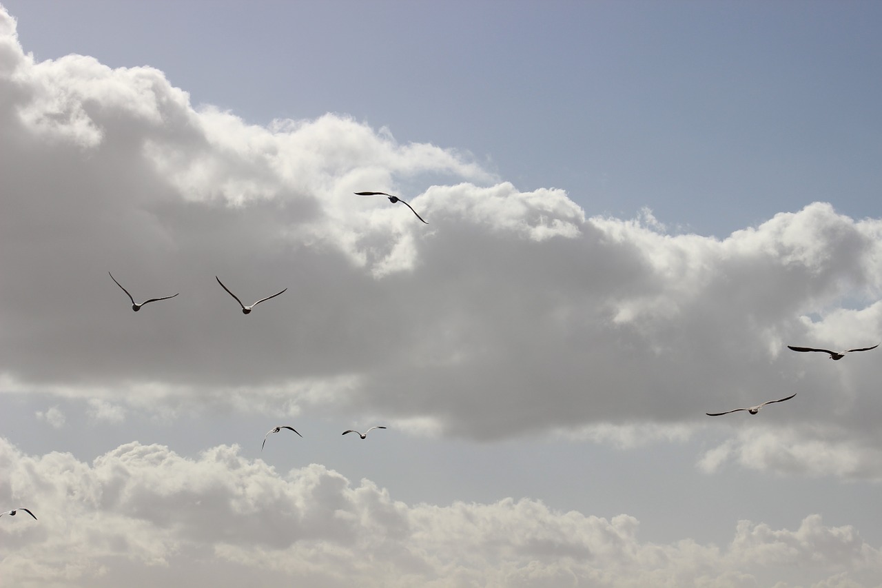 sky birds seagulls free photo