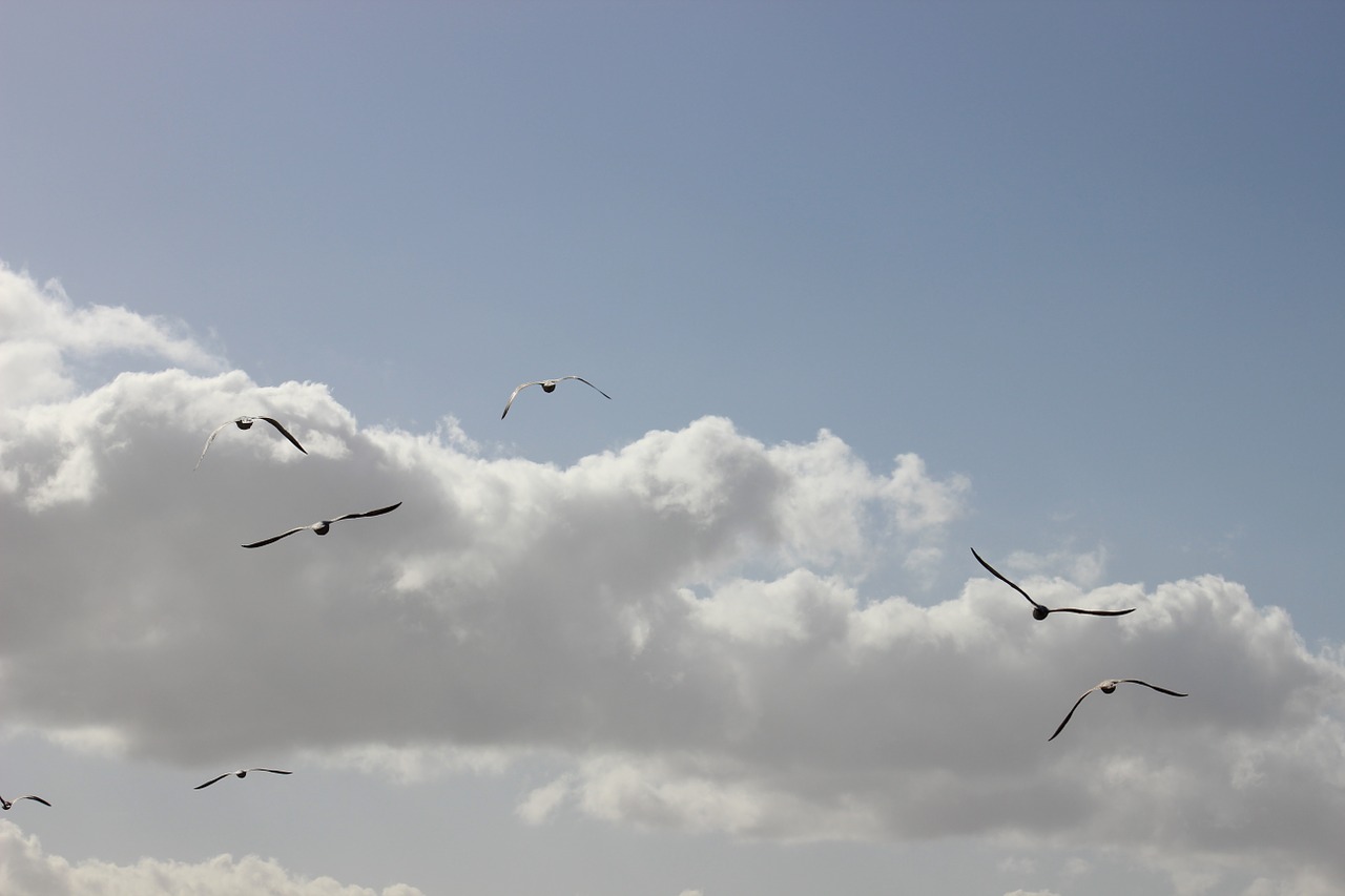 sky birds seagulls free photo