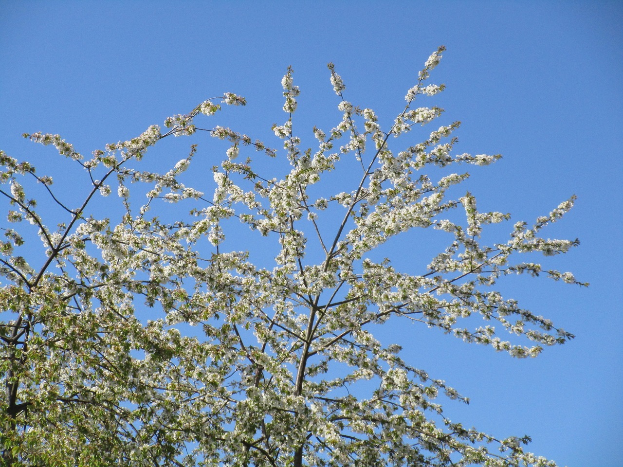 sky blue blue sky free photo