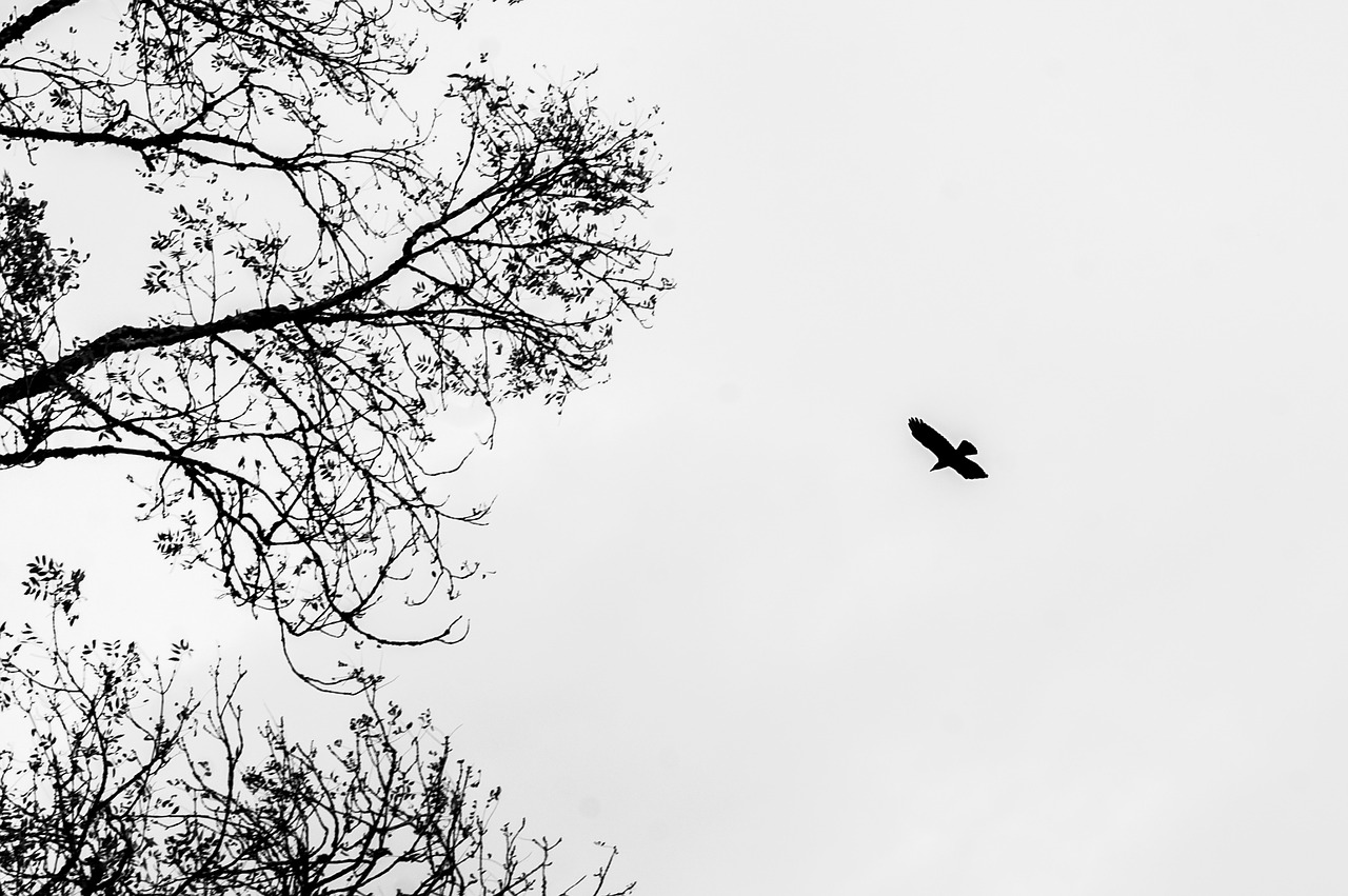 sky bird black free photo