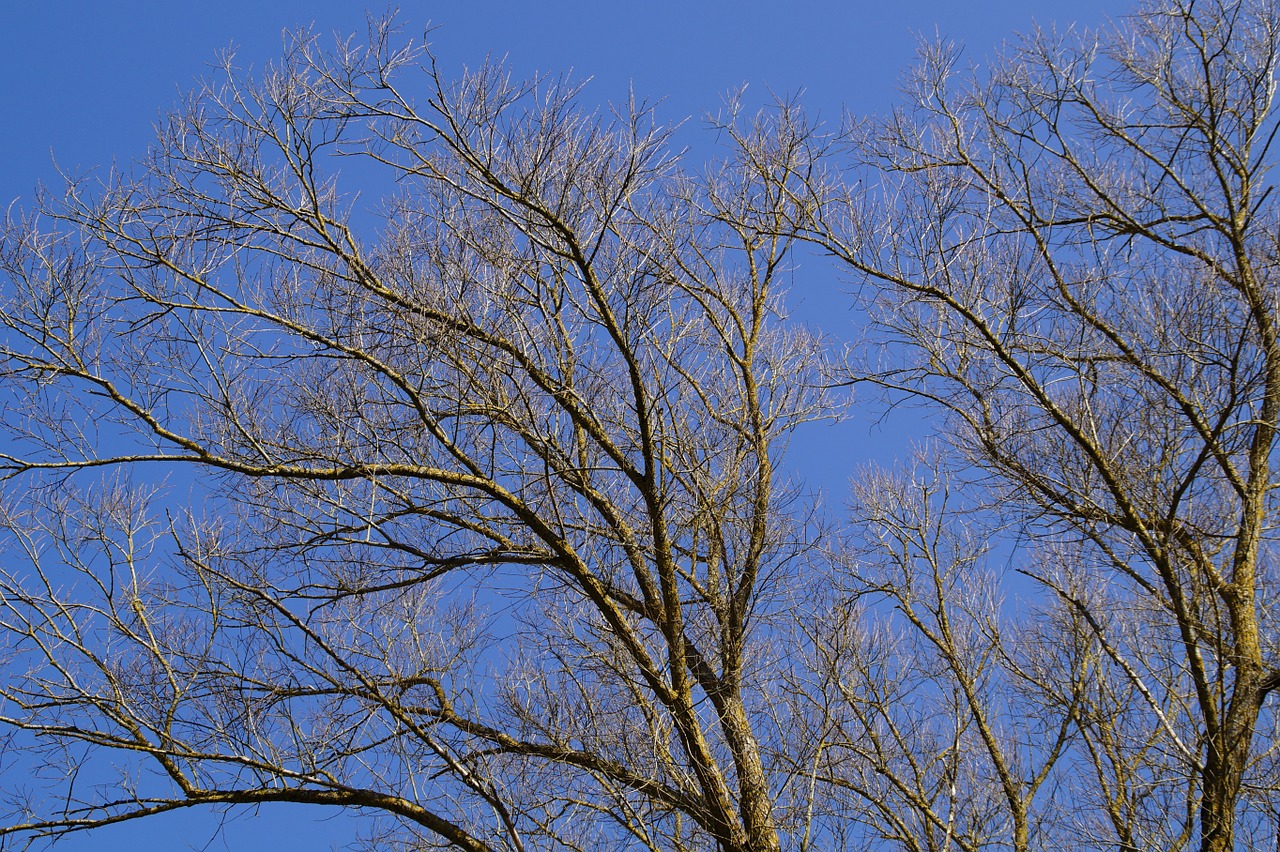 sky blue tree free photo