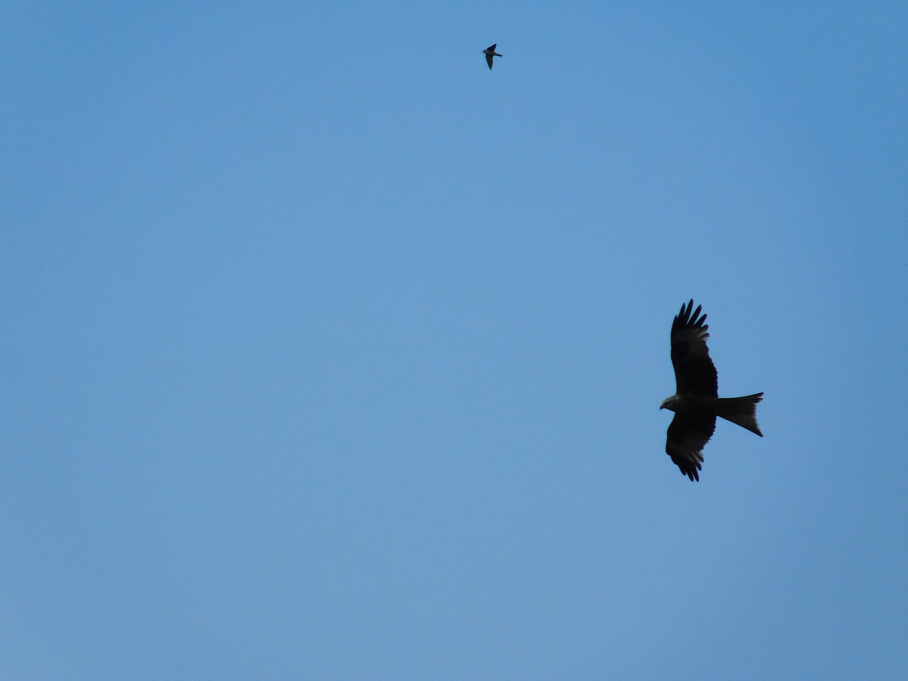 sky birds summer free photo