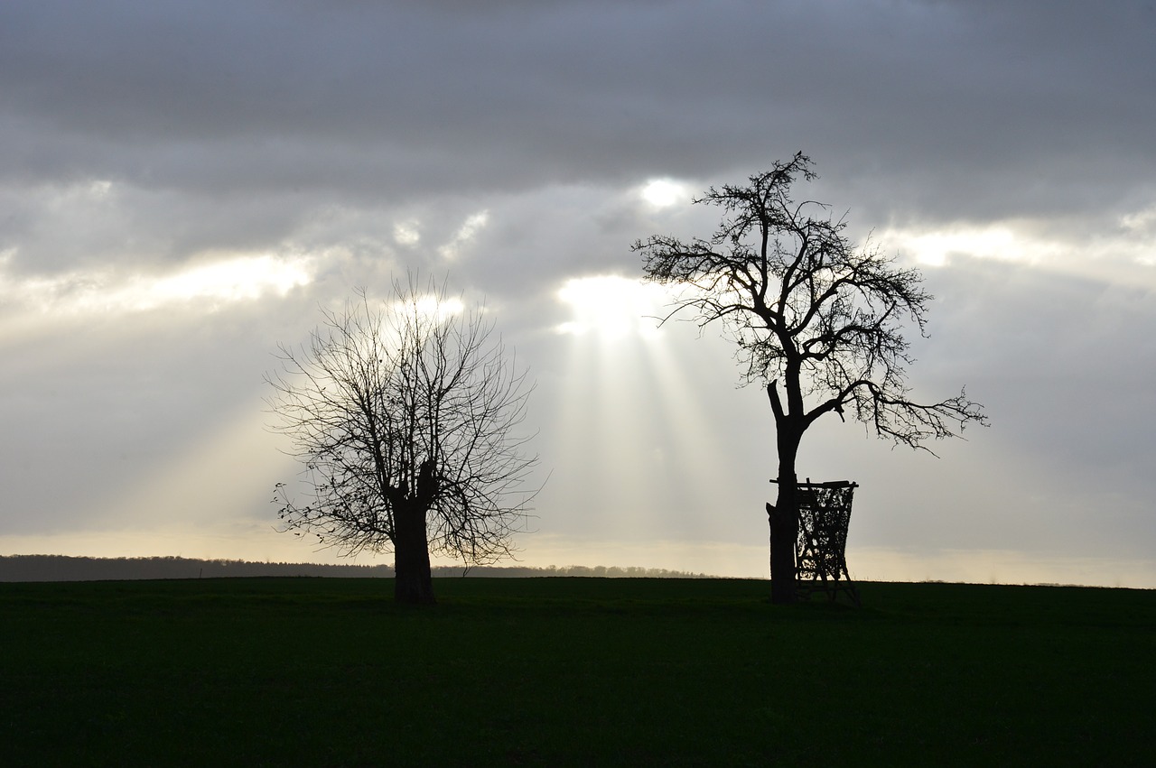 sky trees winter free photo