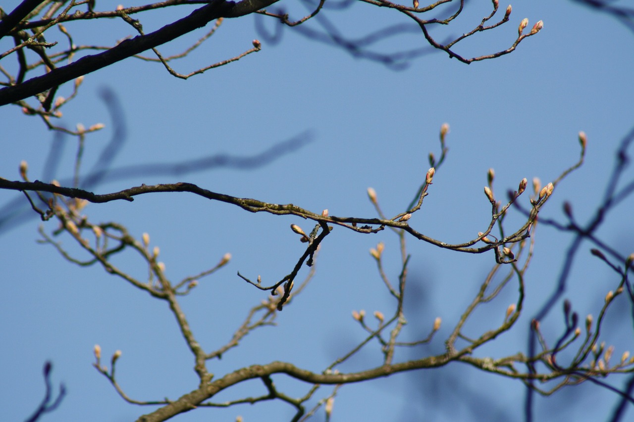 sky tree flowers free photo