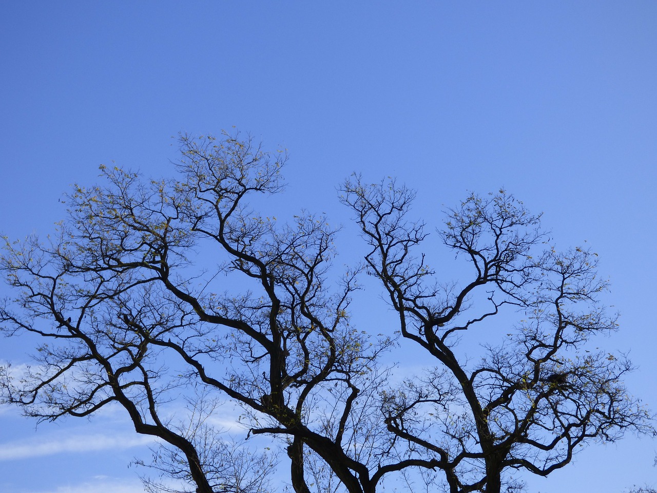 sky blue branches free photo