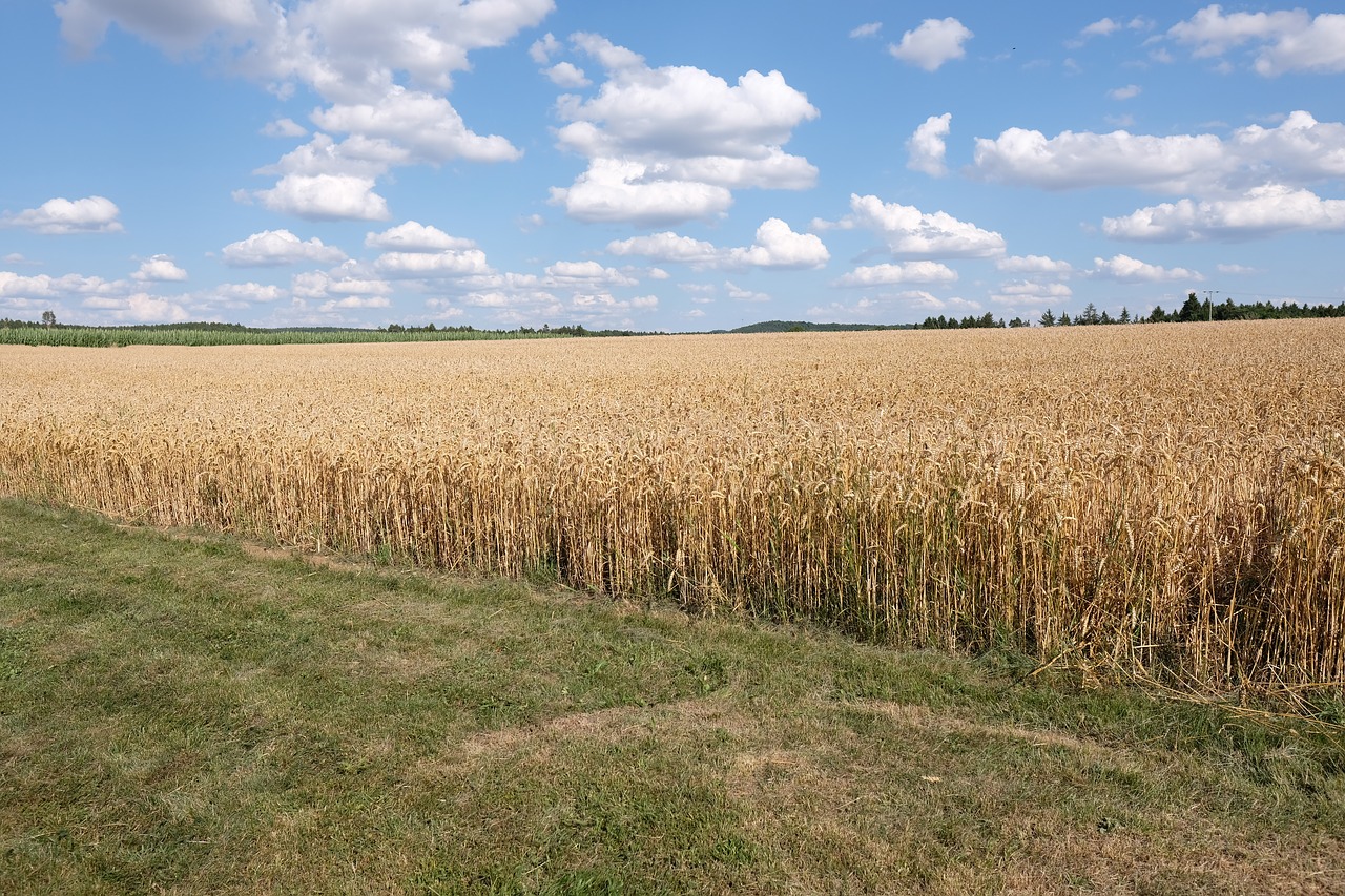 sky wheat field landscape free photo