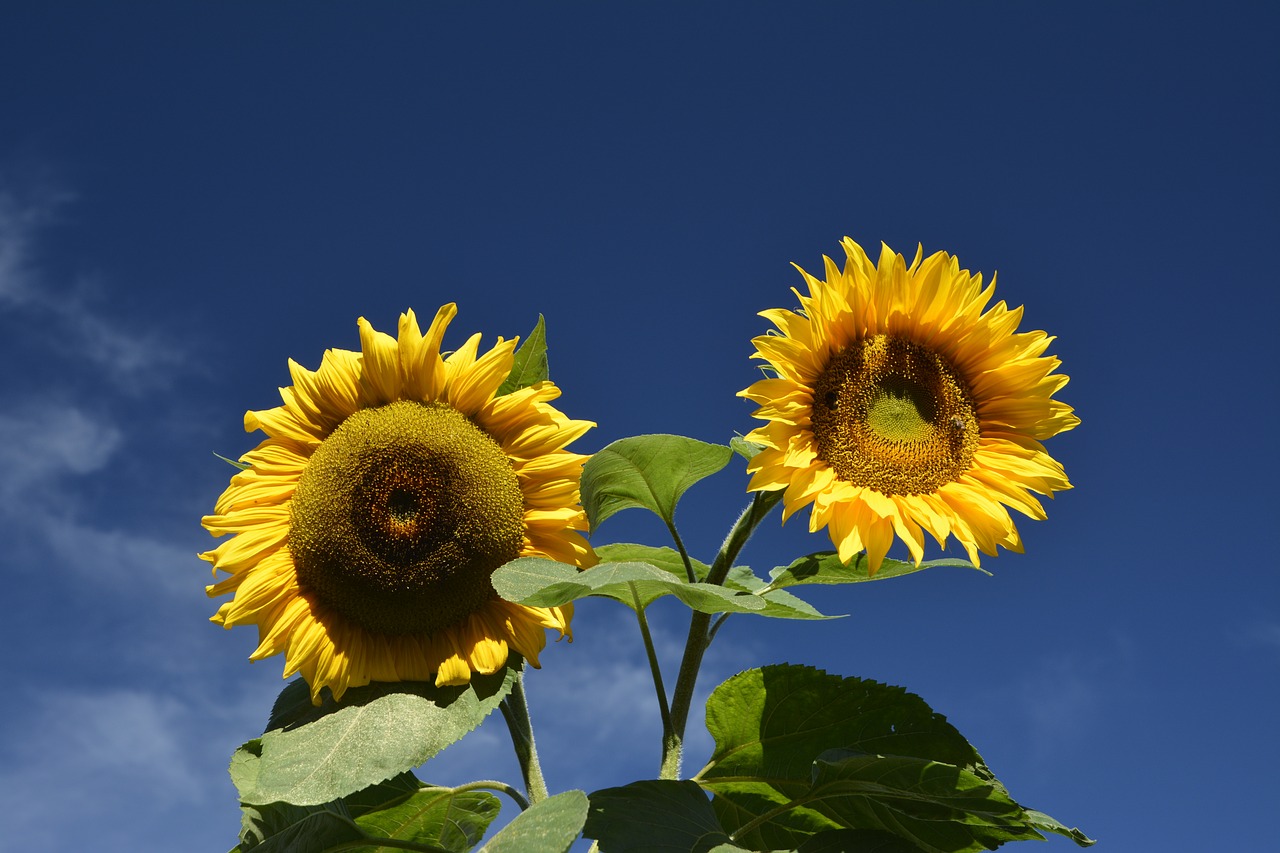 sky nature plant free photo