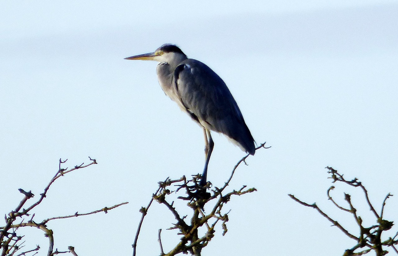 sky blue heron free photo