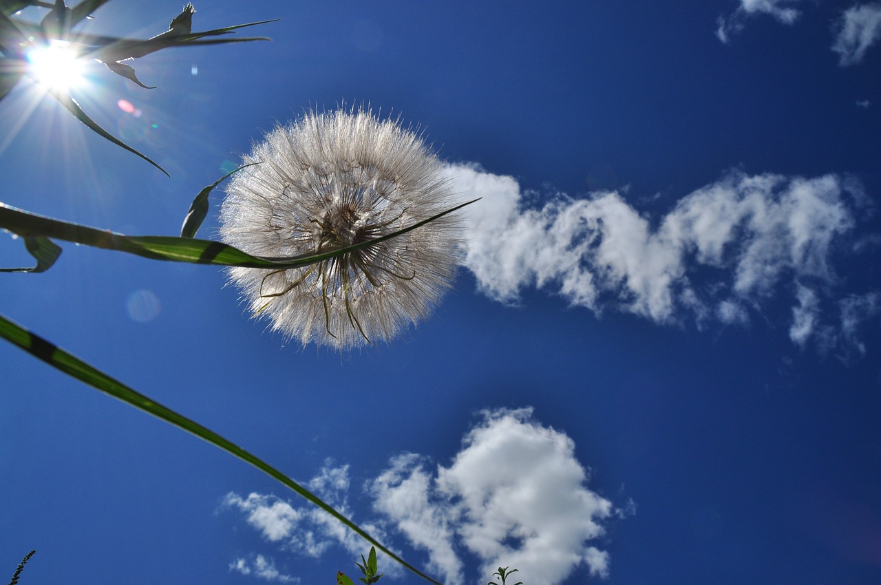 sky cloud plant free photo