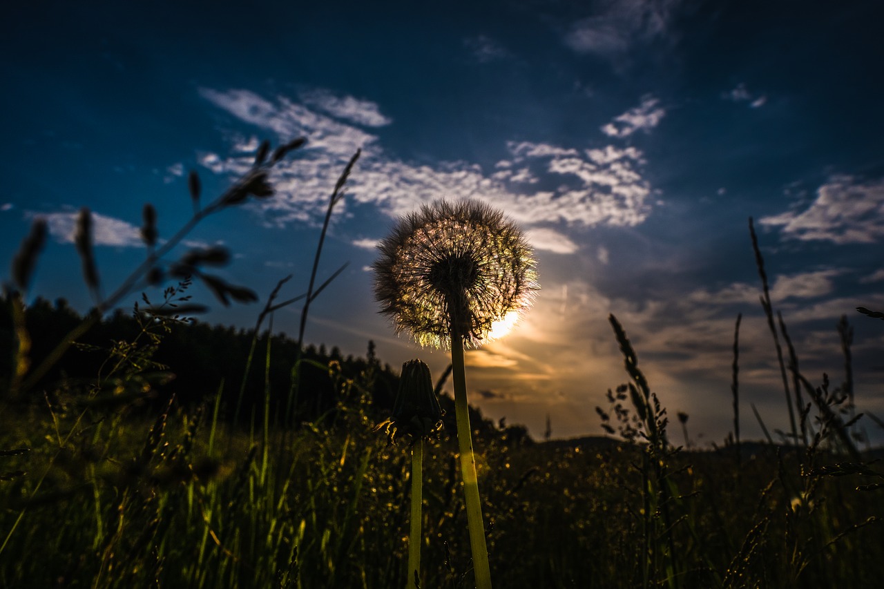 sky nature grass free photo