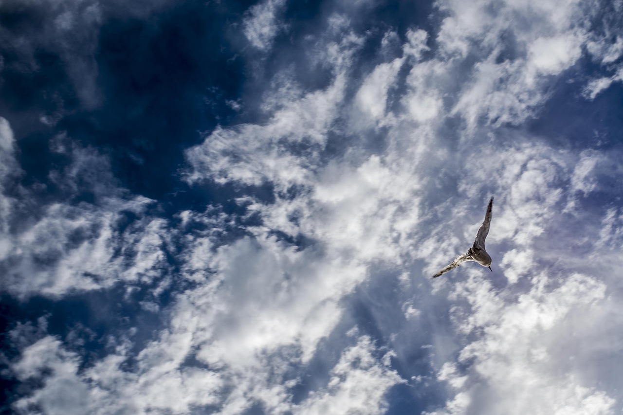 sky seagull cloud free photo