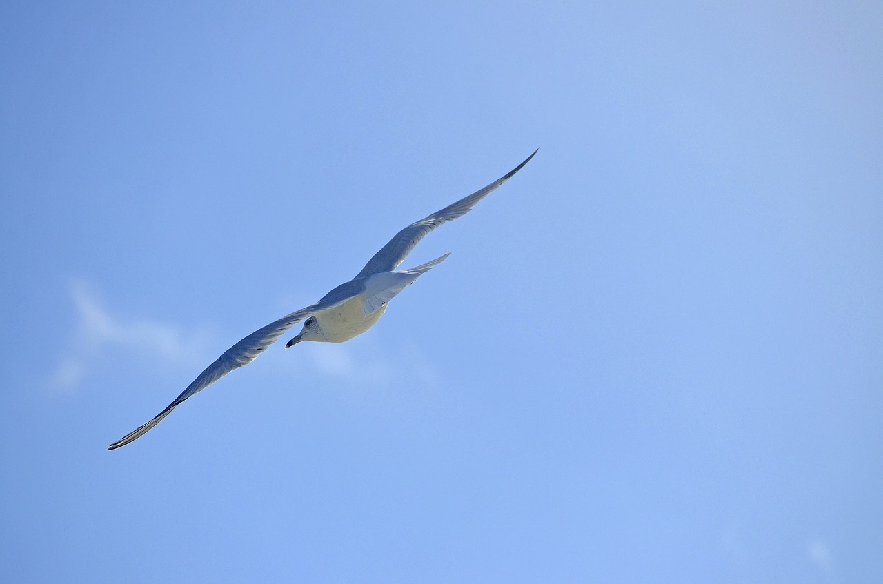 sky flight bird free photo