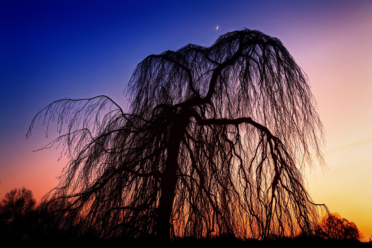 sky nature tree free photo