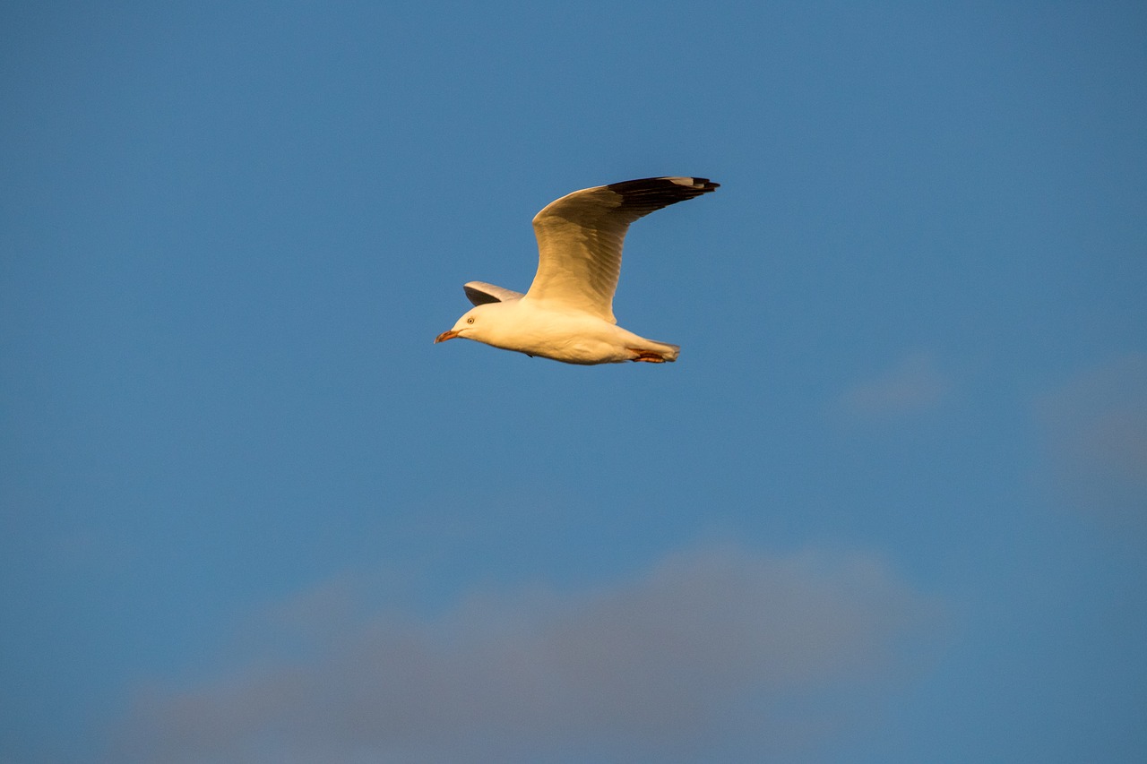 sky bird outdoors free photo