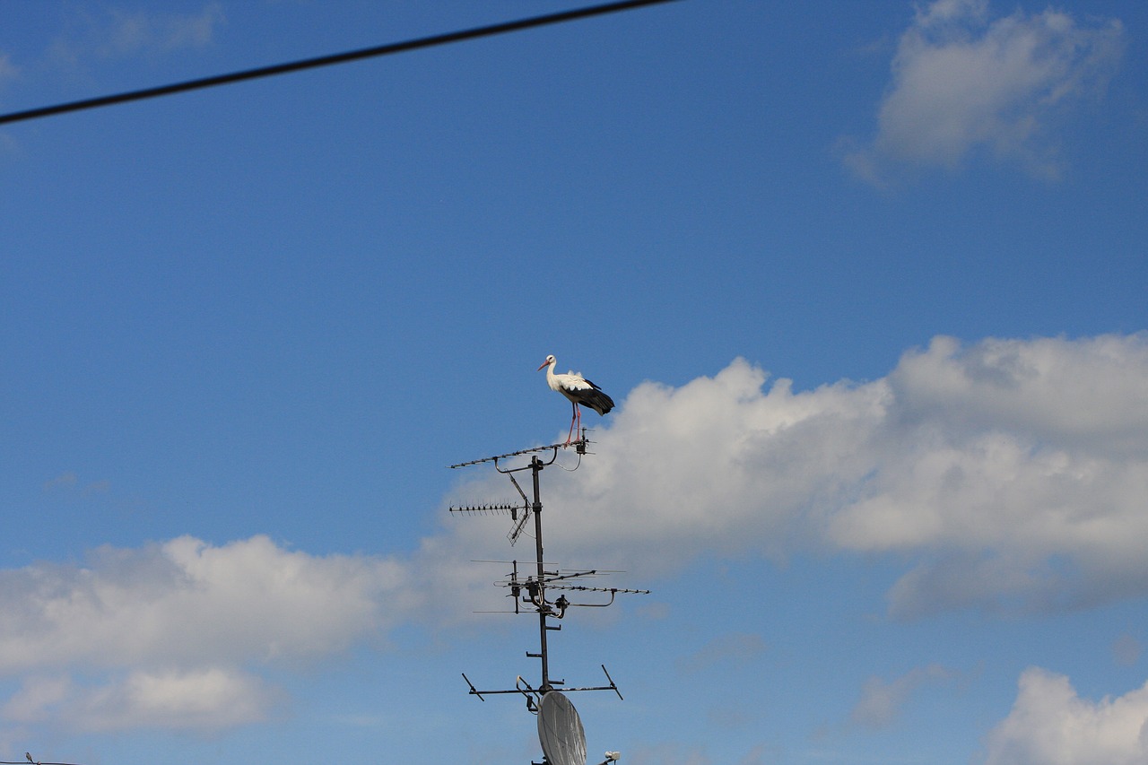 sky bird stork free photo