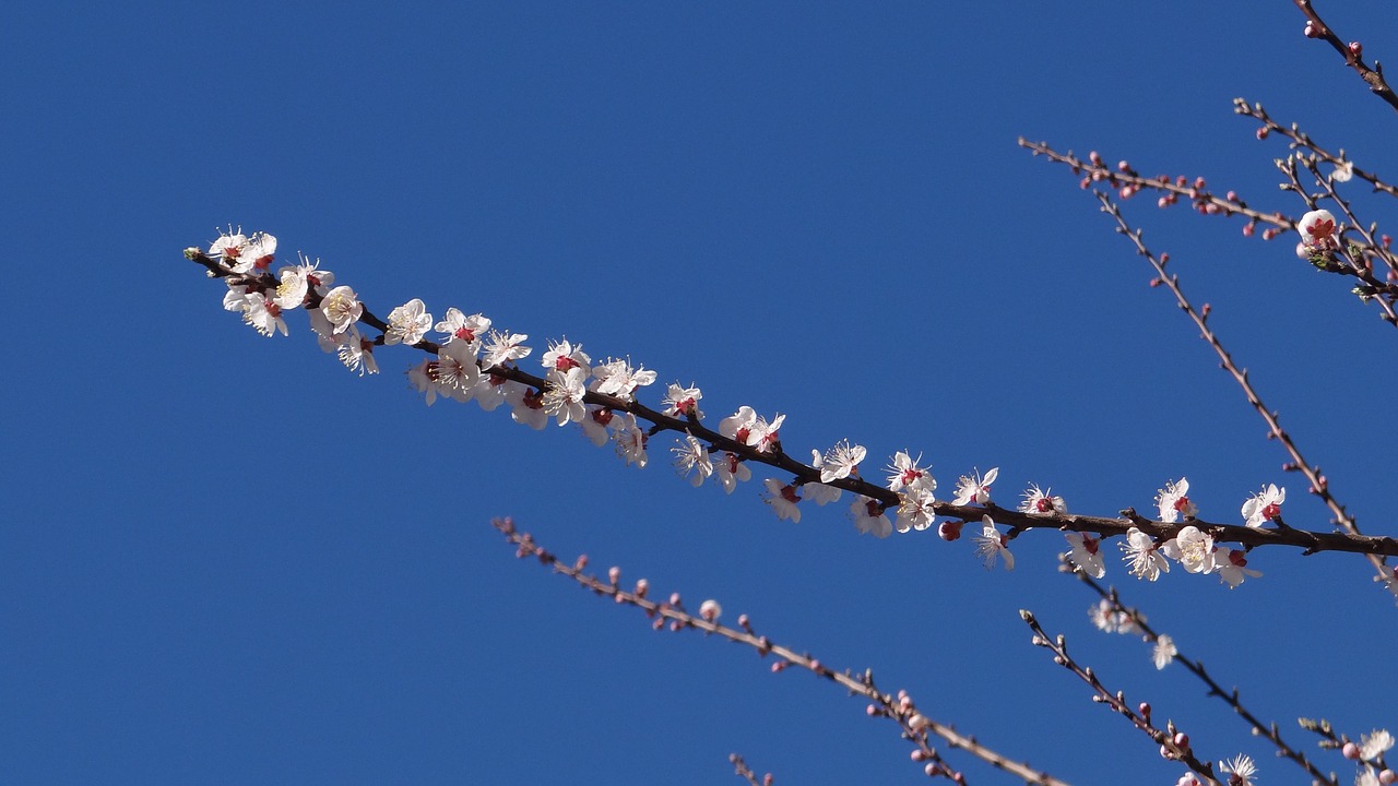 sky white flower free photo