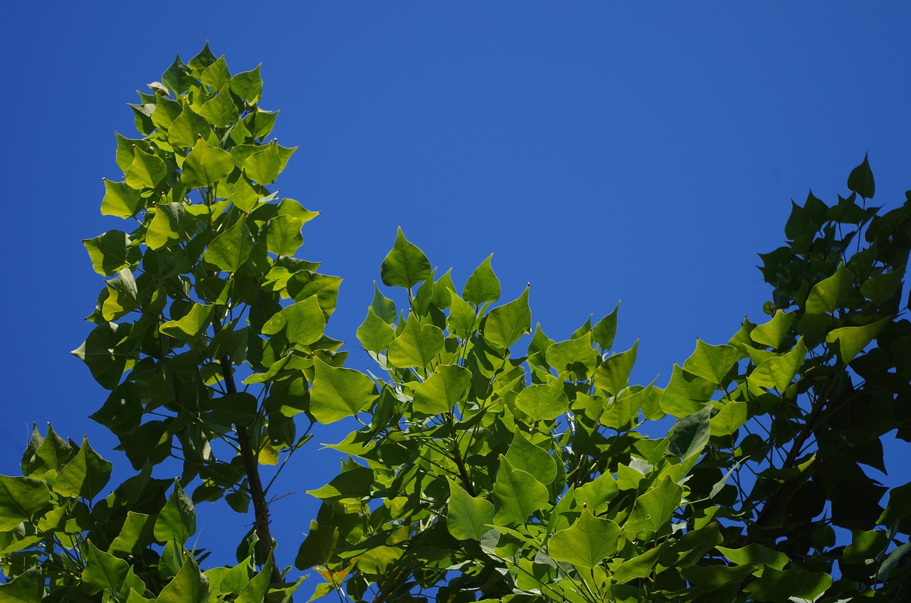 sky branches leaves free photo
