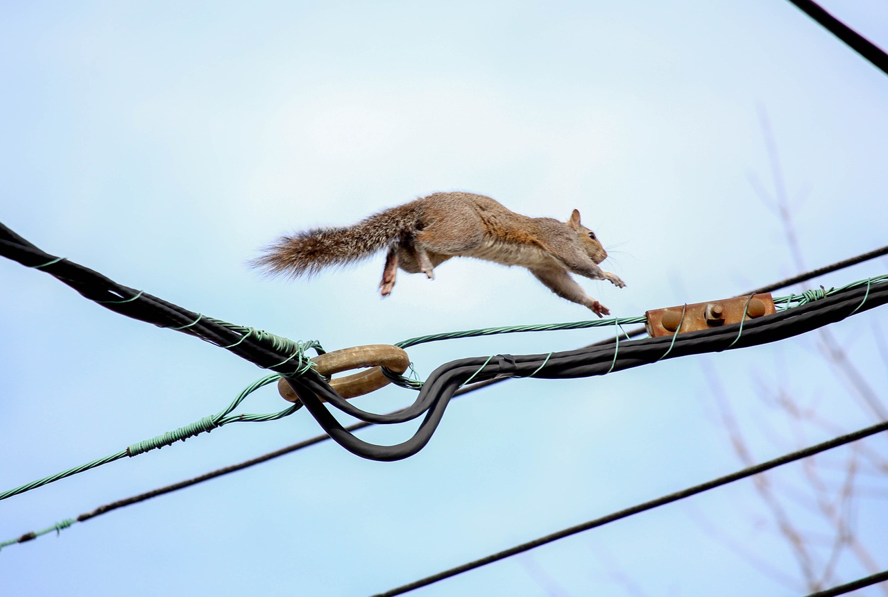 sky nature tail free photo