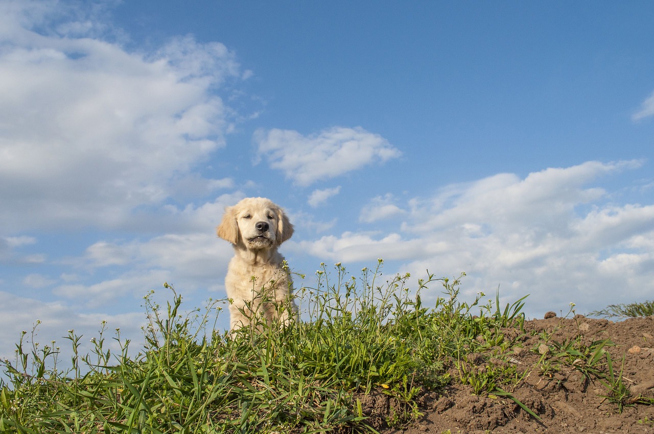 sky nature outdoors free photo