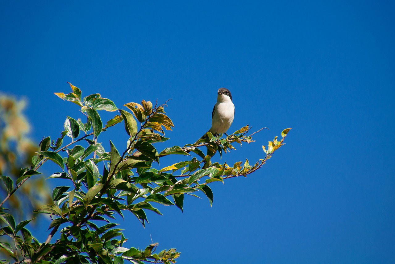 sky nature tree free photo