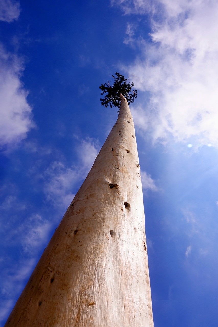 sky tree maypole free photo