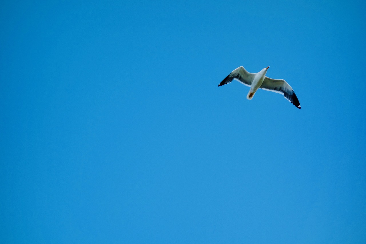 sky  flight  bird free photo