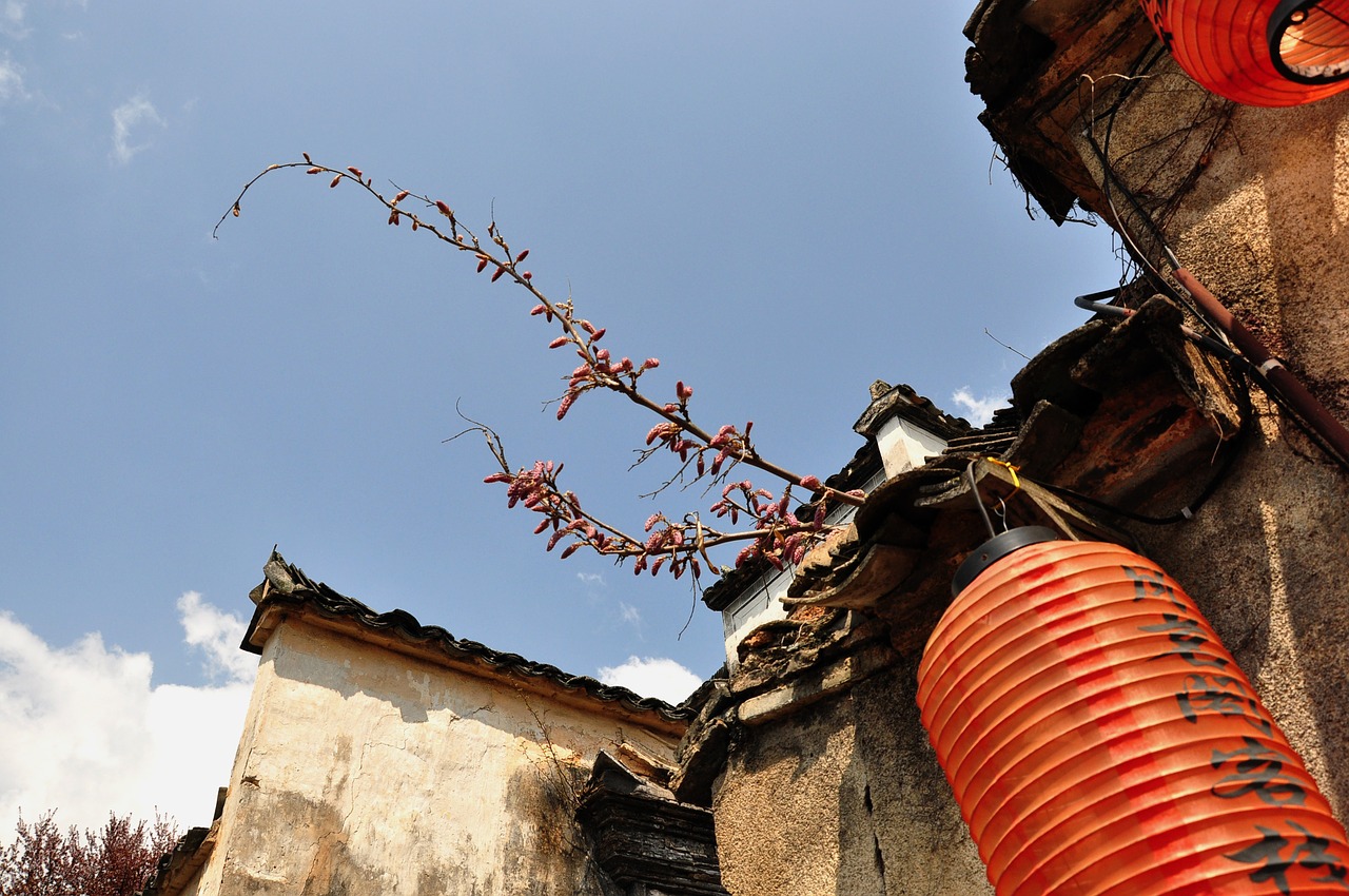 sky  tree  outdoor free photo